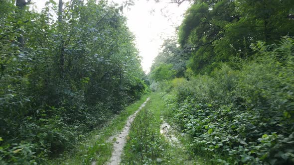 Daytime Forest Landscape in Summer