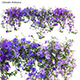 Clematis Aotearoa - Clematis Jackmanii 01 - 3DOcean Item for Sale