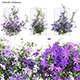 Clematis Aotearoa - Clematis Jackmanii 02 - 3DOcean Item for Sale