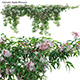 Clematis Apple Blossom 01 - 3DOcean Item for Sale
