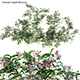 Clematis Apple Blossom 02 - 3DOcean Item for Sale