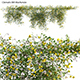 Clematis Bill MacKenzie - Clematis tangutica 01 - 3DOcean Item for Sale