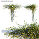 Clematis Bill MacKenzie – Clematis tangutica 02 - 3DOcean Item for Sale