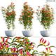 Gloriosa Lily - Flame lily - Climbing Lily - 3DOcean Item for Sale