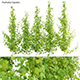 Humulus lupulus - Hops 02 - 3DOcean Item for Sale