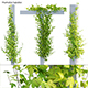 Humulus lupulus – Hops 03 - 3DOcean Item for Sale