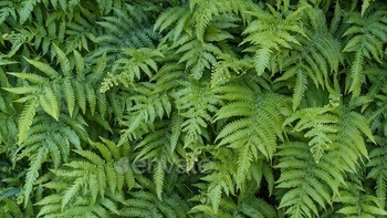 natural green fern wallpaper