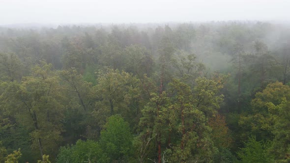 Fog in the Forest Aerial View