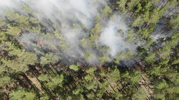 Aerial View Forest Fires Are Burning Violently