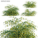 Jasminum mesnyi - Primrose Jasmine 01 - 3DOcean Item for Sale