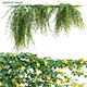 Jasminum mesnyi – Primrose Jasmine 02 - 3DOcean Item for Sale