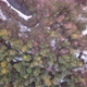 Birds Eye View Drone Shot of a Forest with Some Snow on the Ground - VideoHive Item for Sale