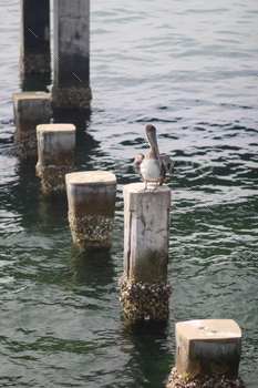 Brown pelican (Pelecanus occidentalis) on a post in water