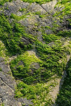 Green seaweed formed on seashore.