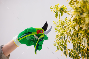gardener trims a bush with garden shears and plant pruning shears, gardening concept