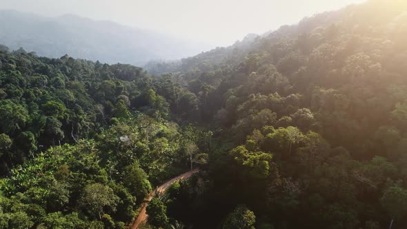 Aerial Green Tree Jungle Forest Wild Nature Landscape