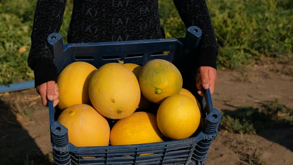 Melons Picked Up by Young Agricultural Worker