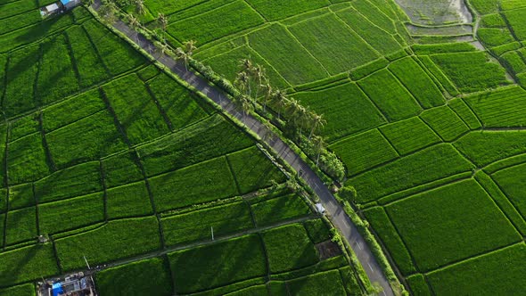 Aerial View. Motorcyclist Driving His Motorbike on the the Rice Fields Road in the Country Side