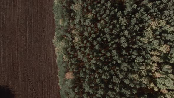 Field and green forest in autumn time