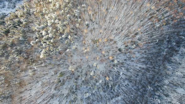 Flying over snowy forest in Tatra mountains in Slovakia, Europe