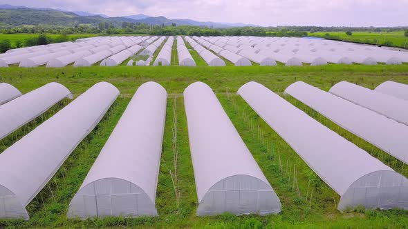 Modern Greenhouse Landscape Agricultural Greenhouse Greenhouse