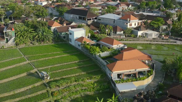 sunny morning aerial of green rice fields and local homes in bali indonesia