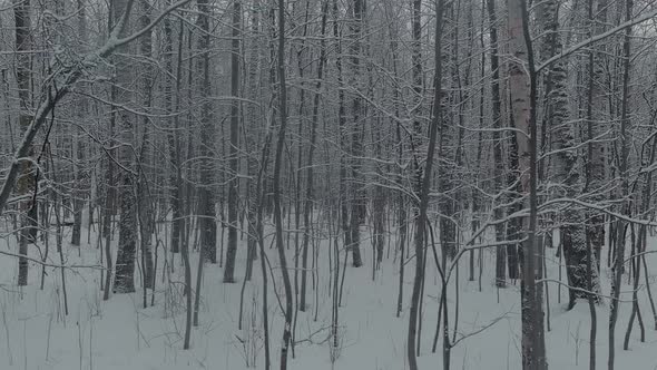 The Drone Slow Flies Between the Trunks of Snowcovered Trees in Forest at Winter Nobody at Frosty