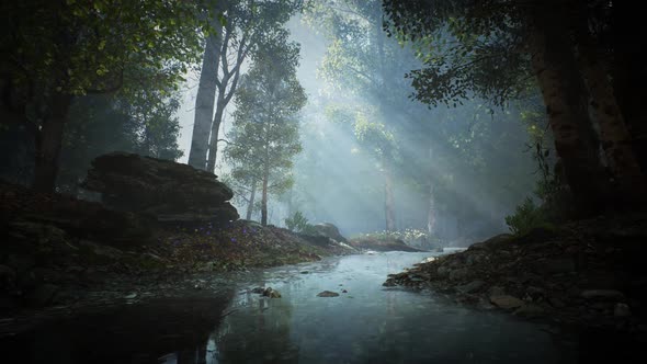 Calm River in a Forest looped HD