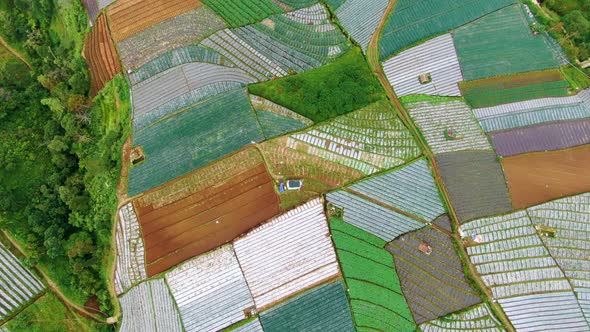 Terraced fields patchwork, leek plantation rolling landscape aerial view
