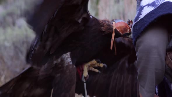 Golden eagle with blinder hood