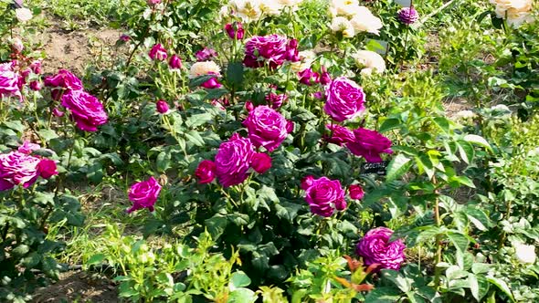 Flying over delicate picturesque bush blooming roses on a summer day in the park. Rose garden