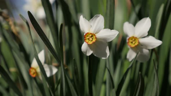 Blossom of Narcissus poeticus beautiful garden flower  4K 2160p 30fps UltraHD footage - White and ye