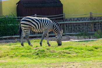 Zebra Feeding in Grassy Field