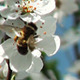 Bee Pollinating Flowers Of Cherry Tree - VideoHive Item for Sale