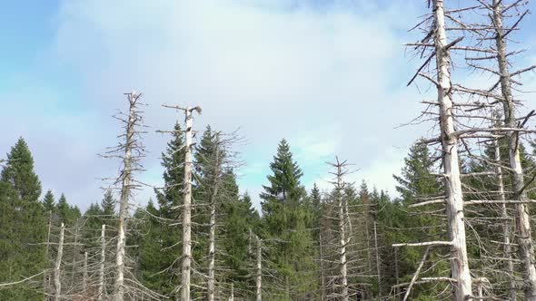 Dead and Dying Forest Caused by the Bark Beetle Aerial View