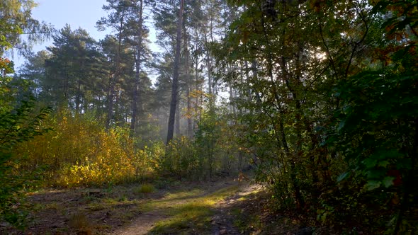 Sunset in the Autumn Forest. Walking Along a Forest Trail While Bright Sunset Rays