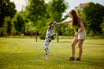 a young girl treats a Dalmatian dog in the park. dog training concept