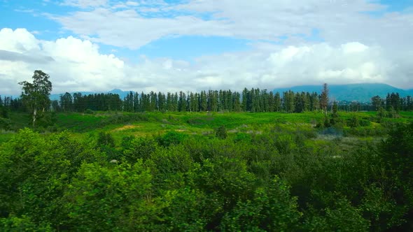 Shooting of Beautiful Summer Landscape From Moving Train