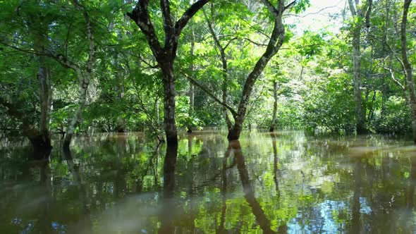 Stunning landscape of Amazon Forest at Amazonas State Brazil.