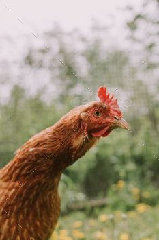 Chicken in the garden