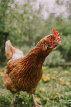 Chicken in the garden