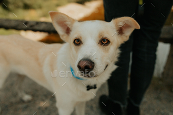 White happy dog