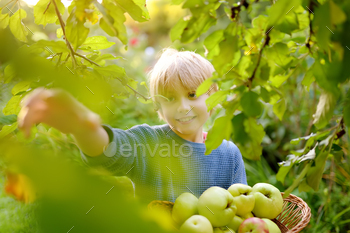Little boy picking apples in orchard.