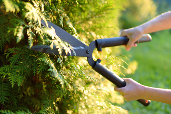 Hands of female gardener. Woman trimming thuja hedge in domestic garden