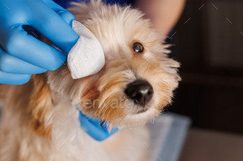 doctor veterinarian drops drops for dogs, sore dog ears, drops for caring for sore eyes of dogs