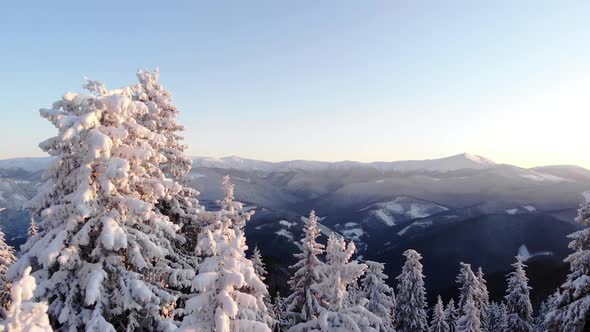 Flying Close to Winter Forest in Mountain Valley at Sunrise