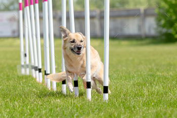Dog agility slalom, sports competitions of dogs. Mongrel dog. Agility course