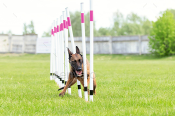 Dog agility slalom, sports competitions of dogs. Agility. Malinoise dog running trough the weaves