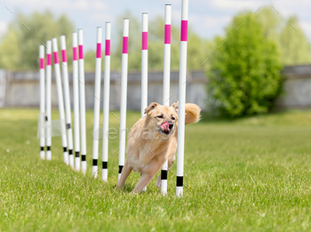 Dog agility slalom, sports competitions of dogs. Mongrel dog. Agility course