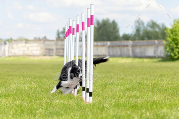 Dog agility slalom, sports competitions of dogs. Border collie dog running trough the weaves
